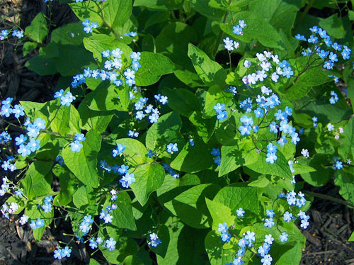 brunnera