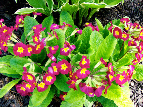 primula